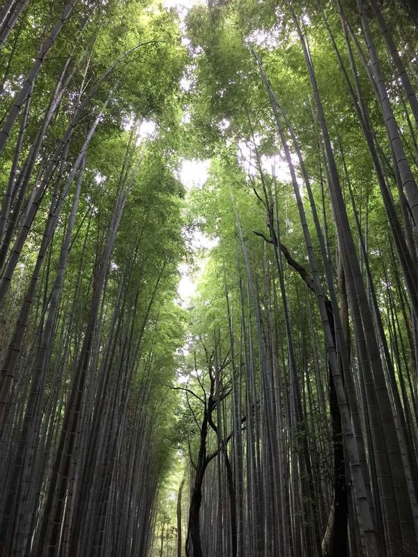 Osaka Private Tour - El "bosque de bambú", conocido por las turistas en Kyoto.