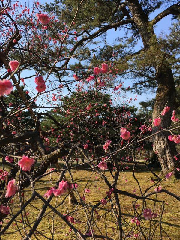 Kanazawa Private Tour - Plum trees in Kenrokuen