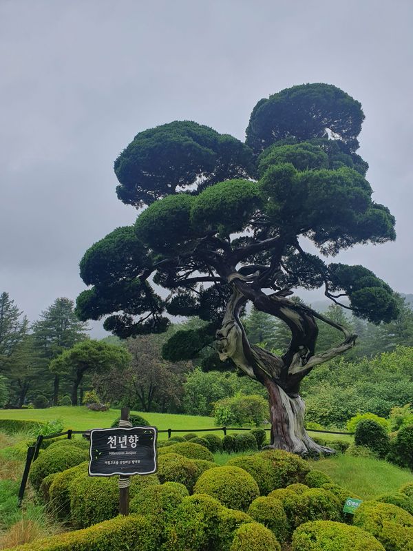 Seoul Private Tour - Garden of morning calm, Millenium juniper tree