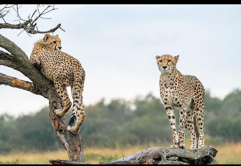 Nairobi Private Tour - Two playful cheetahs, I spotted at Masai mara game reserve.