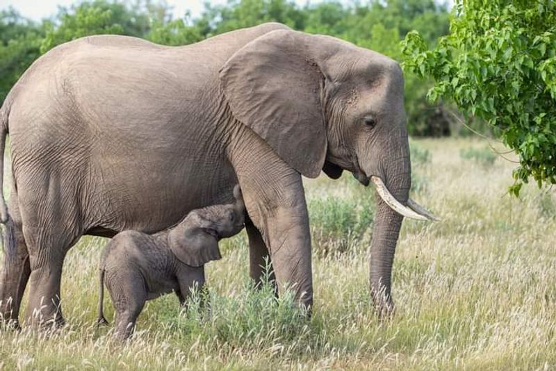 Nairobi Private Tour - At Amboseli national park