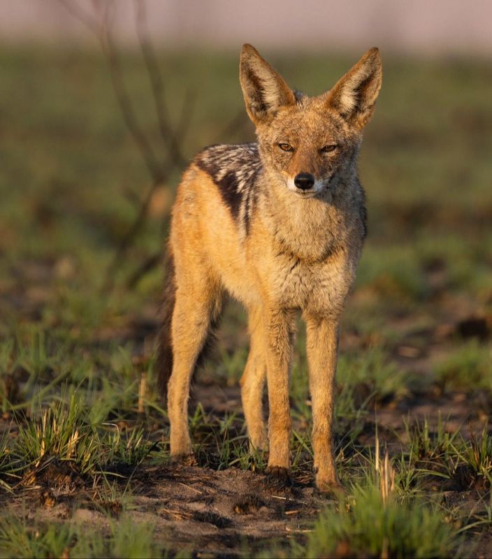 Nairobi Private Tour - Silver-backed jackal, unique spotting in Masai mara