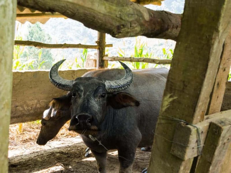 Hanoi Private Tour - water buffalo in Sapa