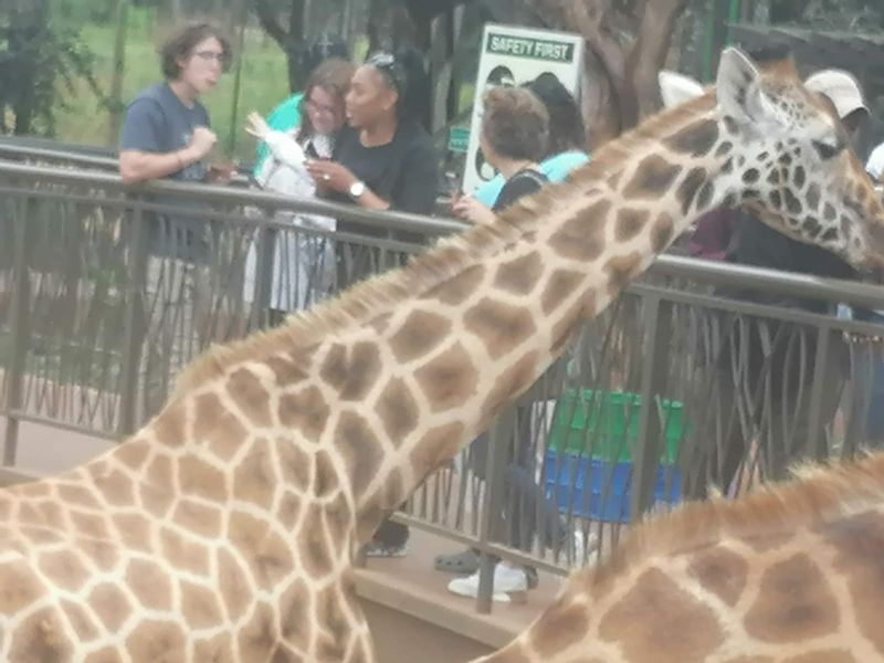 Nairobi Private Tour - Giraffecentre Nairobi - feeding giraffes