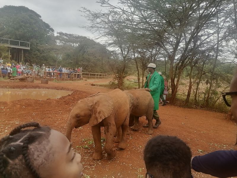 Nairobi Private Tour - baby elephant orpharnage- shedrick