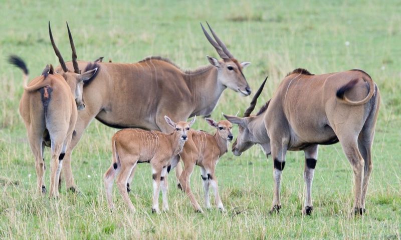 Nairobi Private Tour - Nairobi National Park - waterbacks