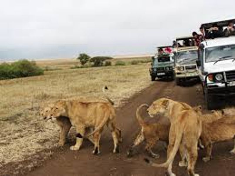 Nairobi Private Tour - Amboseli National  park - at the foot of Mount Kilimanajro