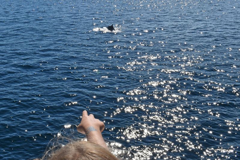 Sibenik Private Tour - Dolphin Watching