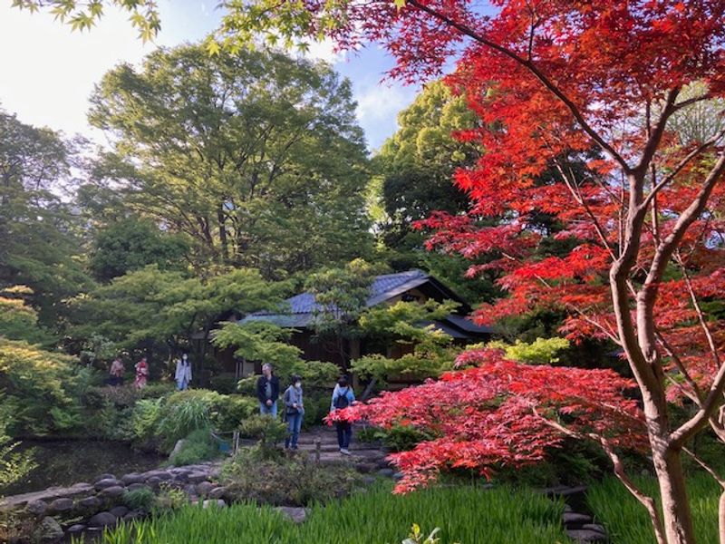Yokohama Private Tour - Japanese garden in Nezu museum