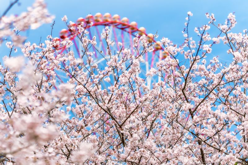 Yokohama Private Tour - Cherry blossom season is almost here!