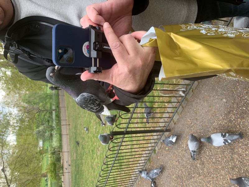 London Private Tour - Bird time at St James's Park  