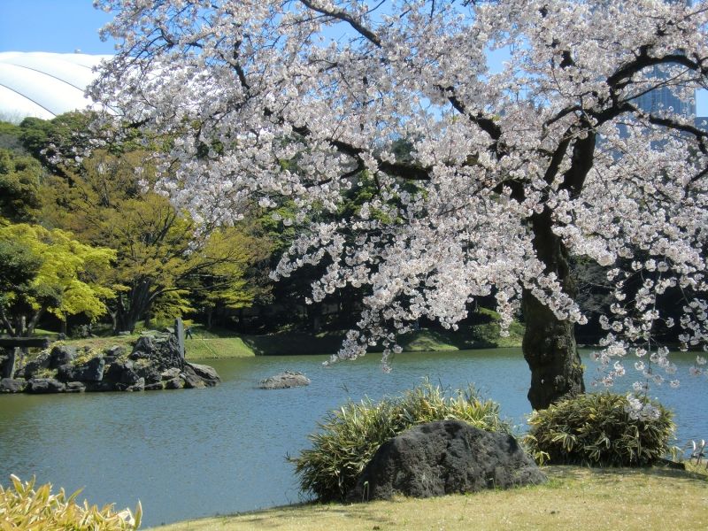 Tokyo Private Tour - Koishikawa Korakuen Garden