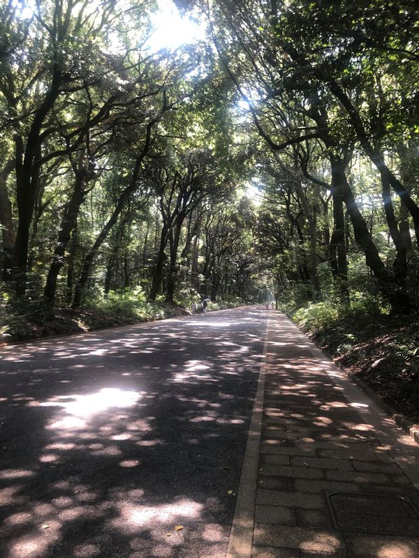 Tokyo Private Tour - Meiji Shrine