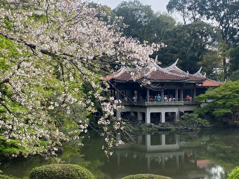 Tokyo Private Tour - Shinjuku Gyoen 