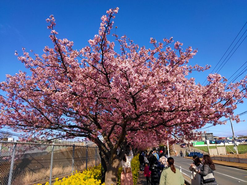 Kanagawa Private Tour - Cherry Blossom - Miura-Kaigan