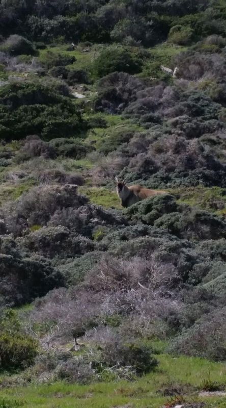 Cape Town Private Tour - Cape Of Good Hope