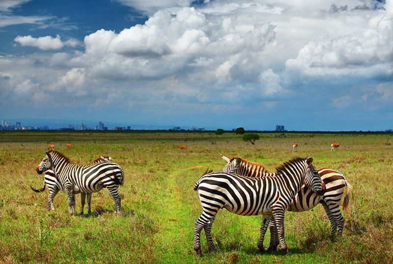 Nairobi Private Tour - The Nairobi National Park! Wildlife and Nature!