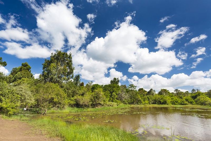 Nairobi Private Tour - Lily Lake! at Karura Forest Reserve!