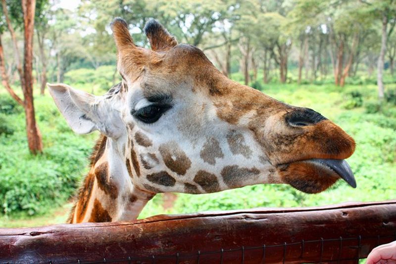 Nairobi Private Tour - Giraffe center! one on one with the giants... feed them!