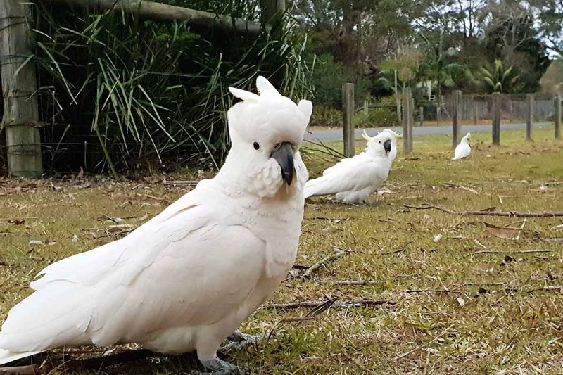 Sydney Private Tour - Birdlife everywhere we go