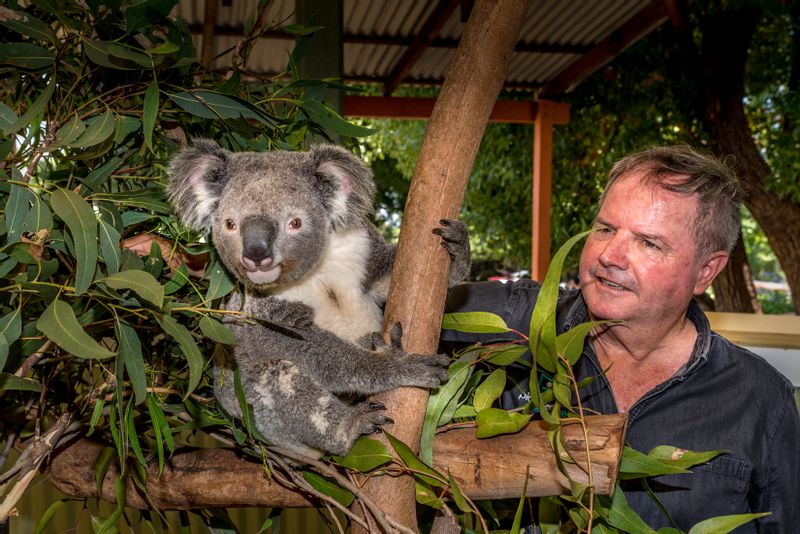 Sydney Private Tour - VIP upclose with a koala