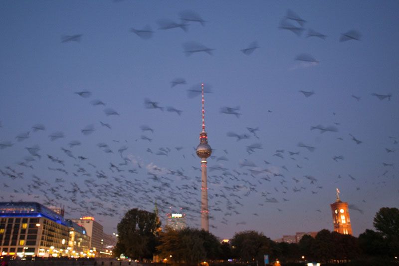 Berlin Private Tour - Starlings on the sky of Berlin, Germany, with Television Tower and Red Town Hall