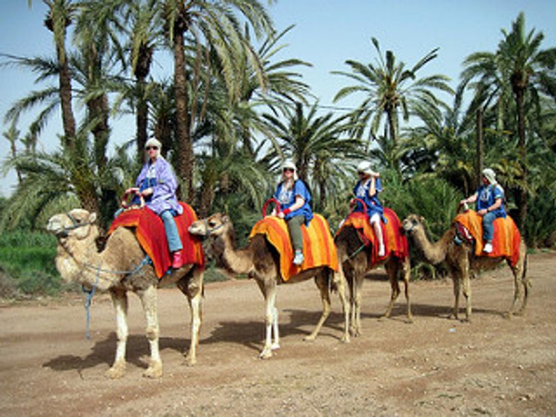 Marrakech Private Tour - Marrakech Palmeraie Camel Ride