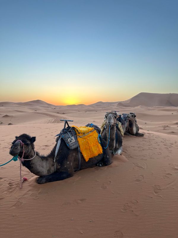 Marrakech Private Tour - Sahara Camels