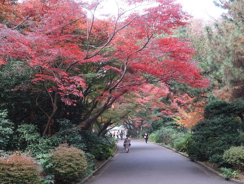 Tokyo Private Tour - Autumn leaves at Shinjuku Gyoen Garden