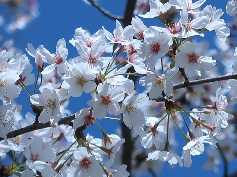 Tokyo Private Tour - Cherry blossoms in full bloom under the blue sky