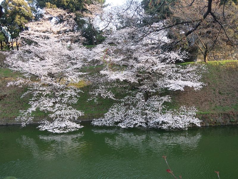 Tokyo Private Tour - Cherry blossoms in full bloom, Chidorigafuchi, moat of Imperial palace