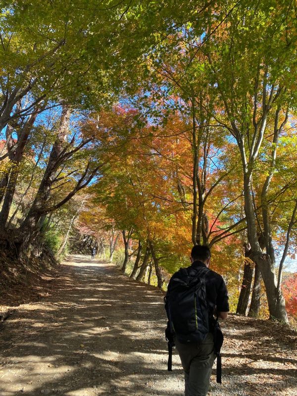 Yamanashi Private Tour - In fall,the color of the leaves turn into red and yellow.It looks like a beautiful leaves tunnel.