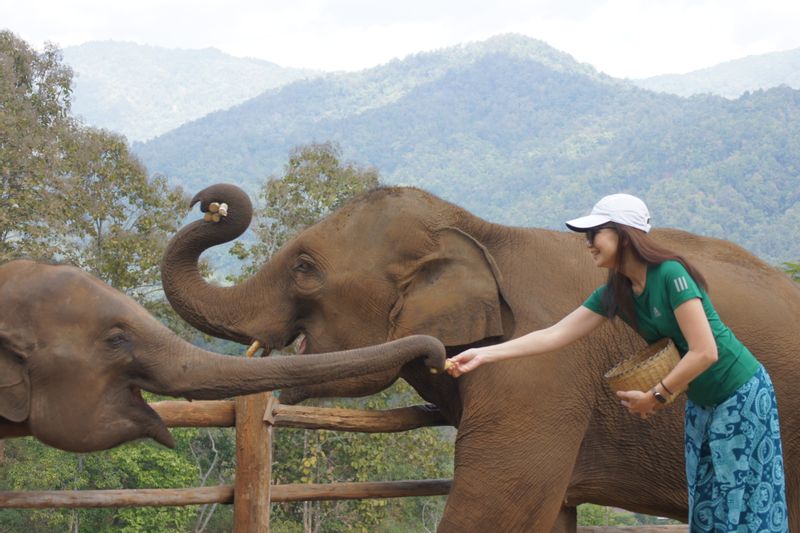 Chiang Mai Private Tour - Feeding the Elephant. 