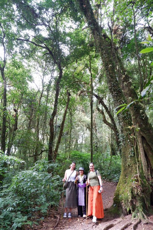 Chiang Mai Private Tour - One day trekking in Kew Mae Pan Doi Inthanon National Park 