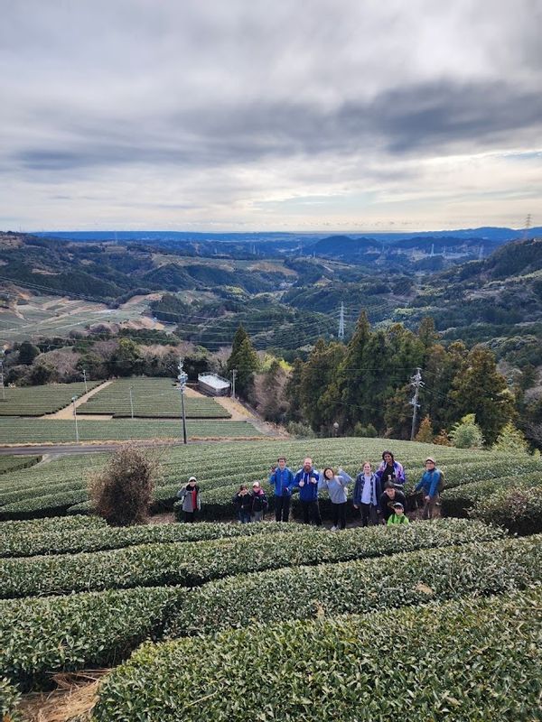 Shimizu Private Tour - green tea field