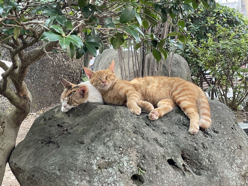 Nagasaki Private Tour - There are many cats in Nagasaki.