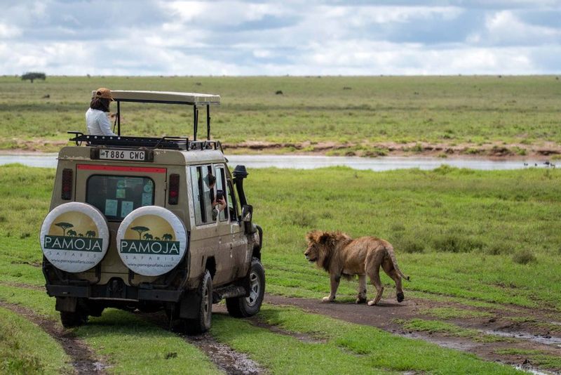 Zanzibar Private Tour - Roar with excitement as we embark on a wild safari journey from Zanzibar-Tanzania