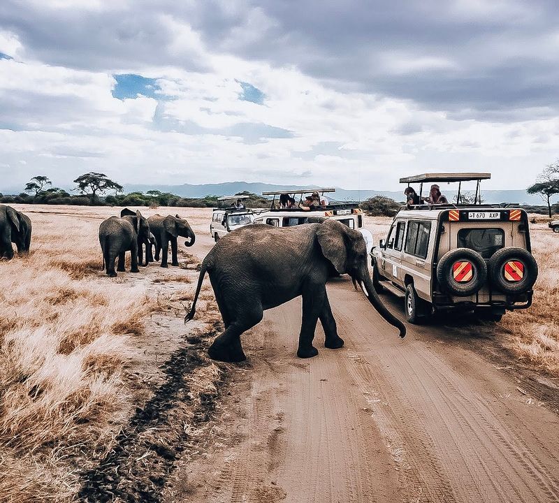 Zanzibar Private Tour - From the heart of the savannah to the depths of the jungle, let's explore the untamed beauty of the wilderness together