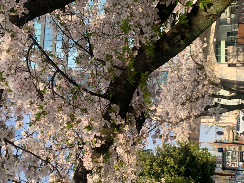 Aichi Private Tour - Sakura April 2024