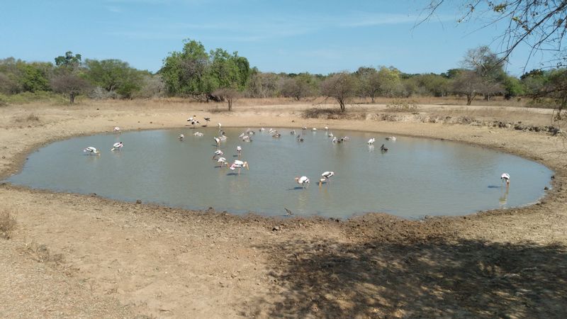 Galle Private Tour - Yala national park 