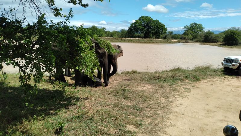 Galle Private Tour - Udawalawe NationalPark 