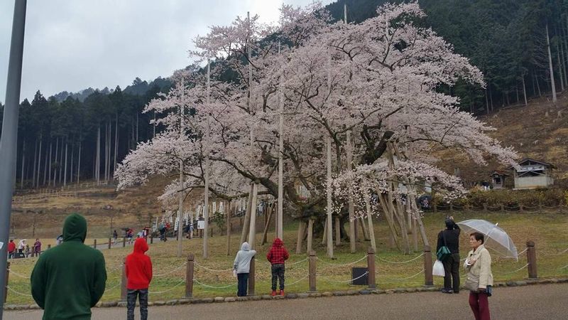 Gifu Private Tour - usuzumi park motosu gifu ken