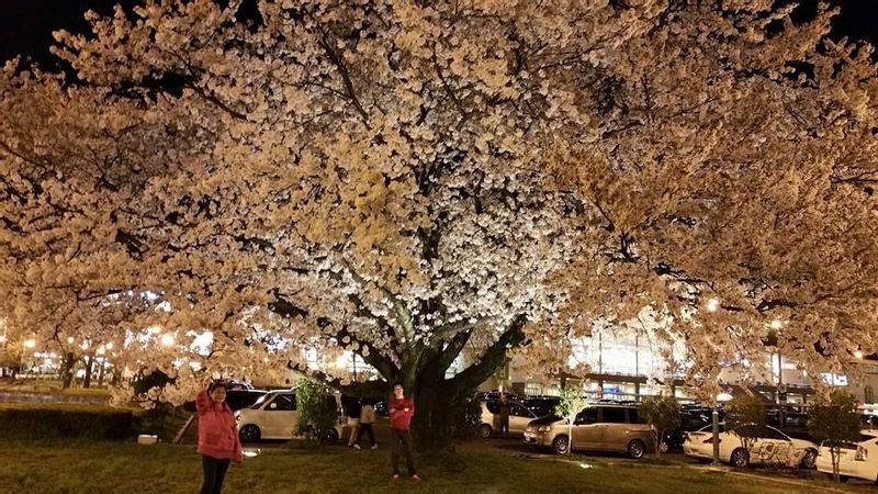 Gifu Private Tour - cherry blossom gifu