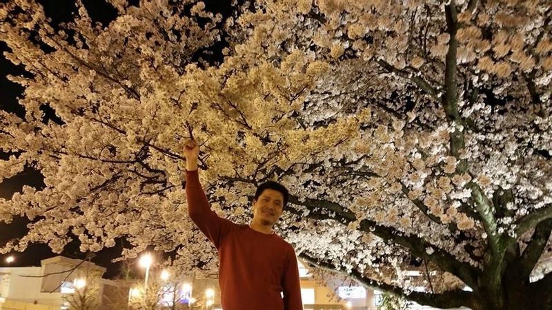 Gifu Private Tour - cherry blossom gifu