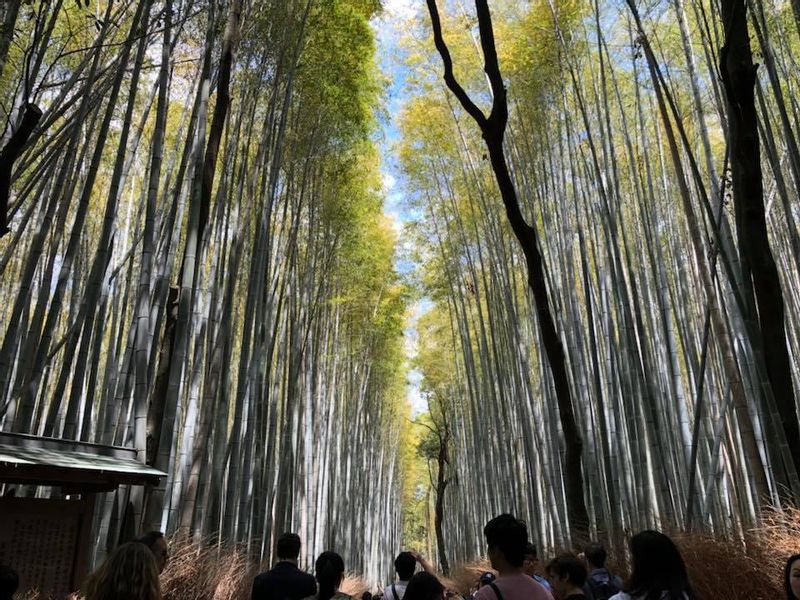 Gifu Private Tour - arashiyam bamboo grove kyoto