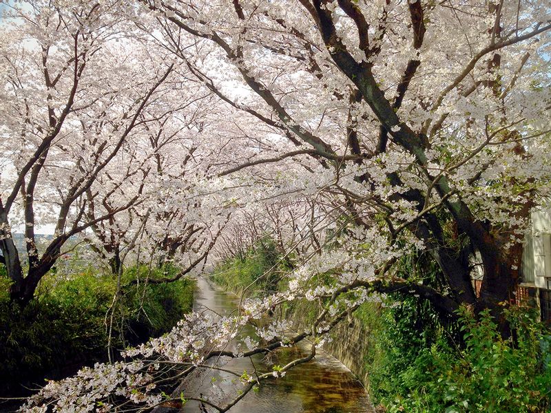 Yokohama Private Tour - Cherry blossom, end of March to 1st week of April