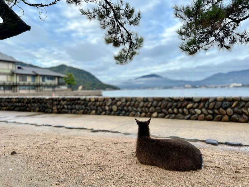 Hiroshima Private Tour - Deer on Miyajima