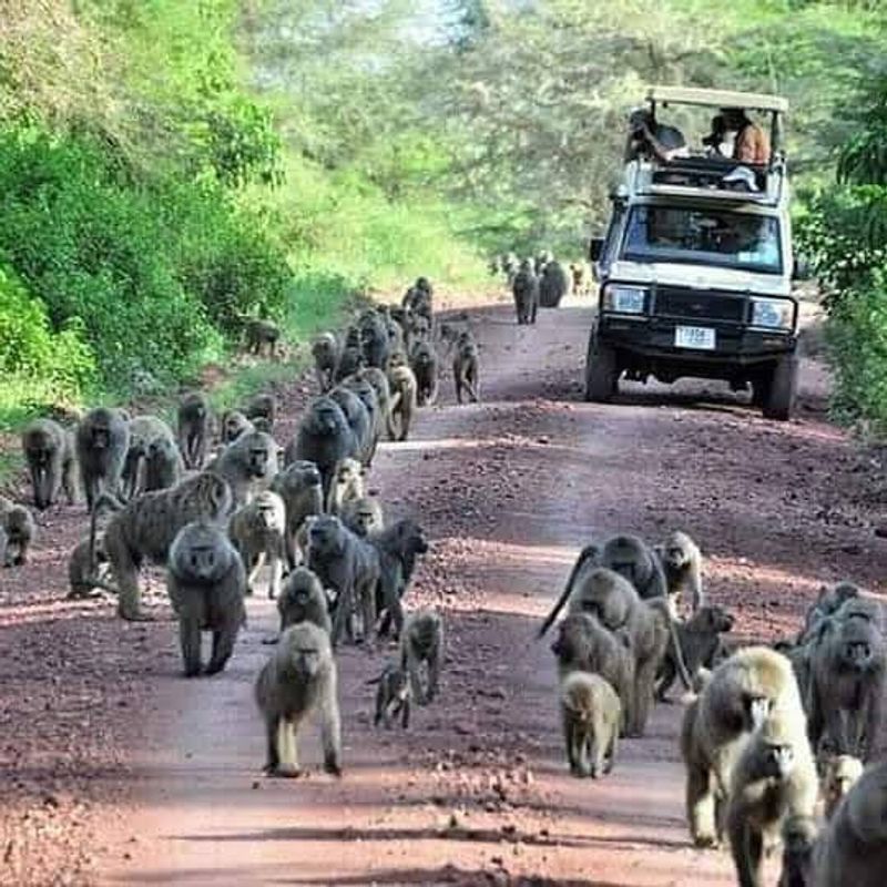 Kilimanjaro Private Tour - Lake Manyara Tanzania Safari