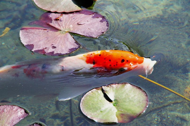 Aichi Private Tour - Monet no ike (pond)