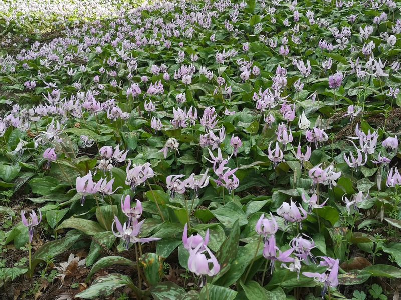 Aichi Private Tour - Flower beds in Korankei valley, best season is Autumn though.